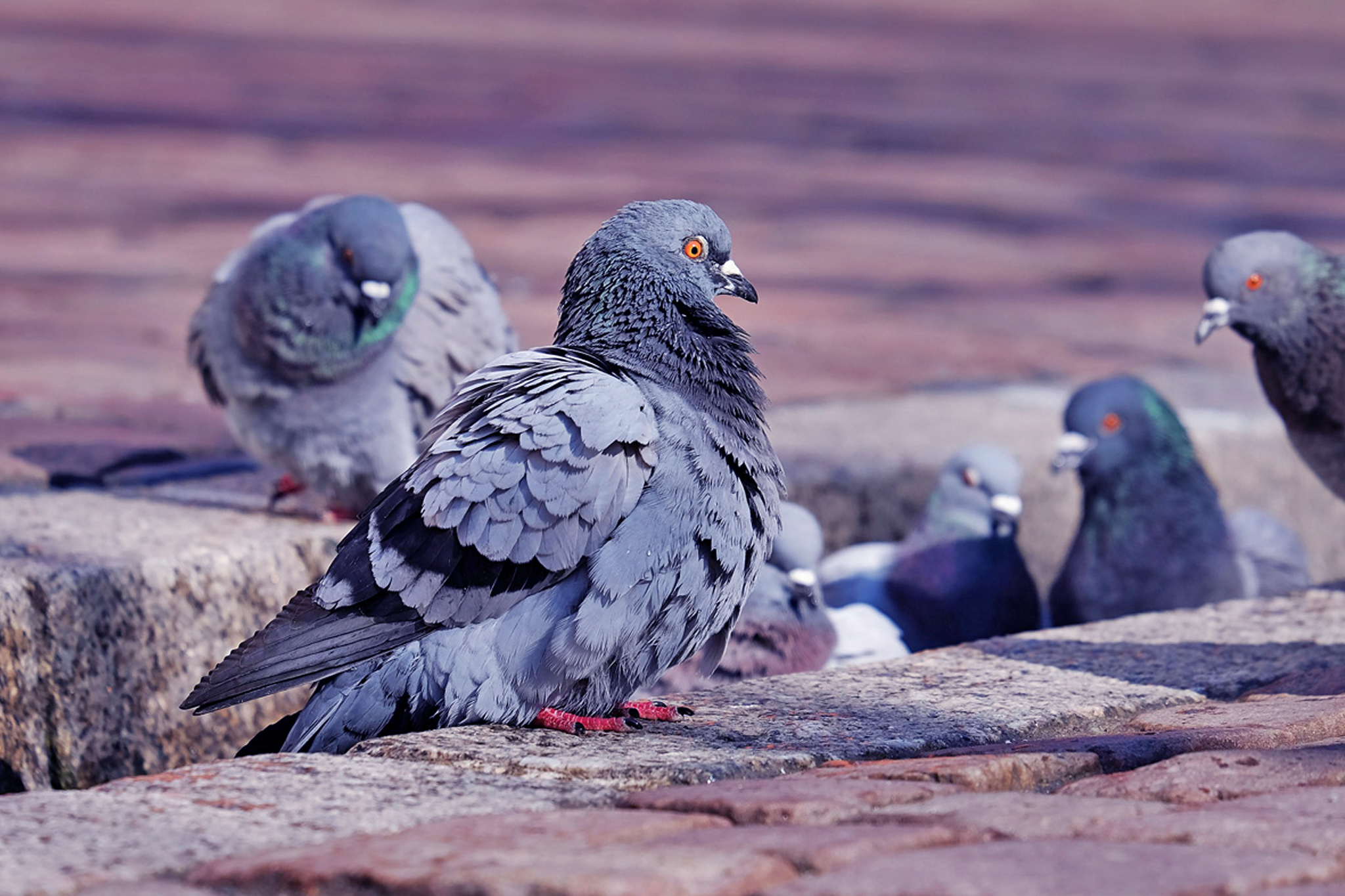 bird-control-Calgary