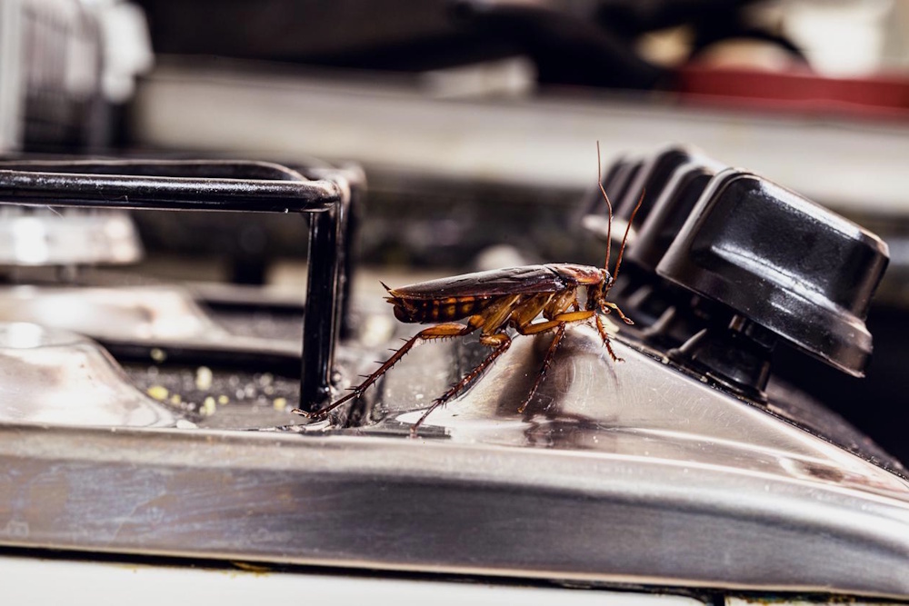 Restaurant Pest Extermination Services