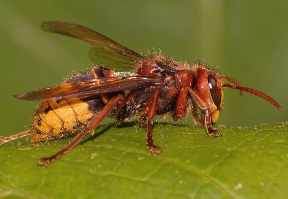 hornet Control Calgary